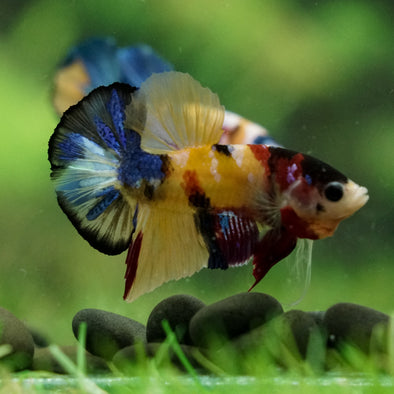 Multicolor/Galaxy Koi Plakat -16 weeks Old