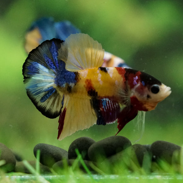 Multicolor/Galaxy Koi Plakat -16 weeks Old