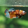 Pack of 20 Multicolored/Galaxy Koi Plakat - Female