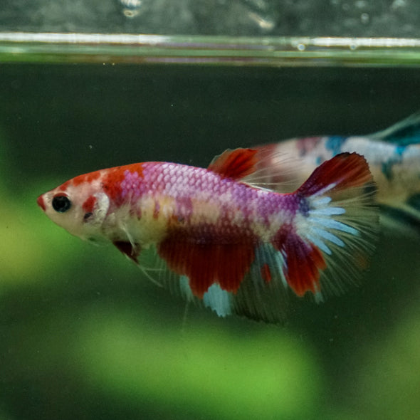 Multicolor/ Galaxy Koi Halfmoon - Female- 13 Weeks Old