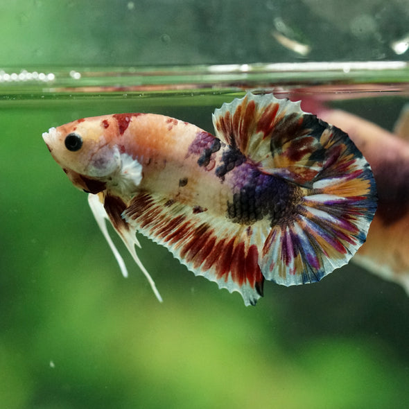 Multicolor/Galaxy Koi Plakat -14 weeks Old