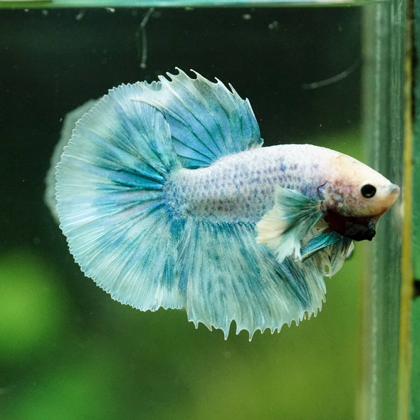 Dumbo Halfmoon - 10 weeks old