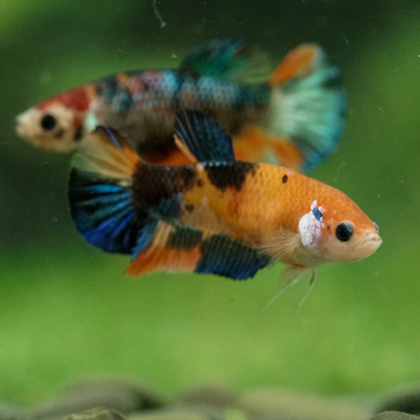 Multicolor/ Galaxy Koi Plakat- Female- 13 Weeks Old