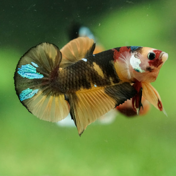 Multicolor/Galaxy Koi Plakat -16 weeks Old