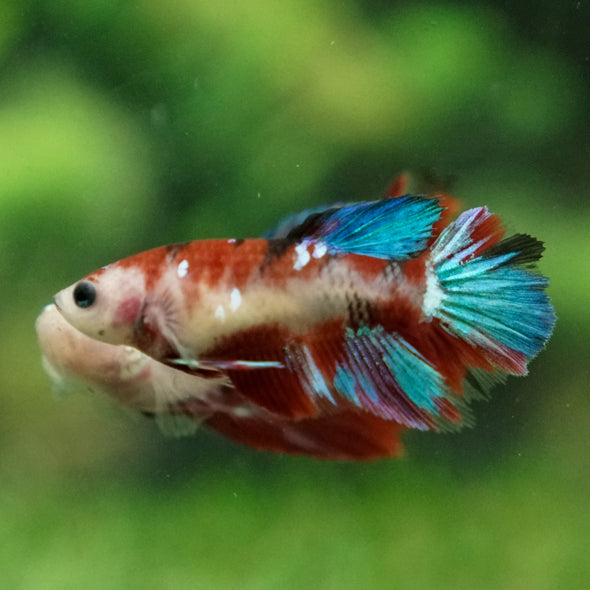 Multicolor/ Galaxy Koi Halfmoon- Female- 13 Weeks Old