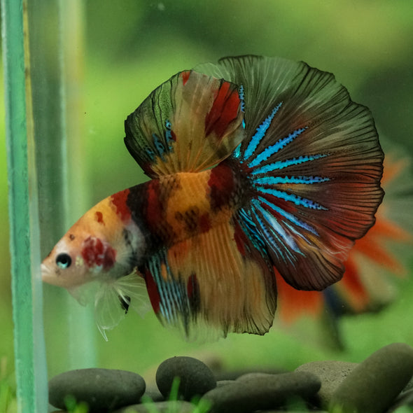 Galaxy/Candy Koi Halfmoon - 11 weeks old