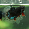 Black Base Galaxy/Candy Koi Halfmoon - 14 weeks old