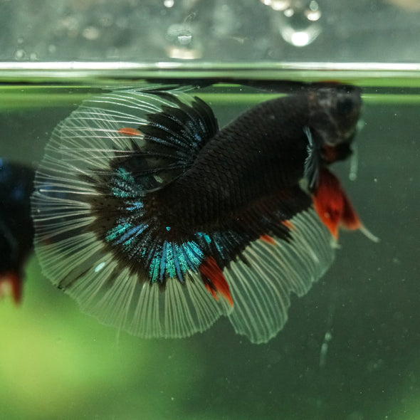 Black Base Galaxy/Candy Koi Halfmoon - 14 weeks old