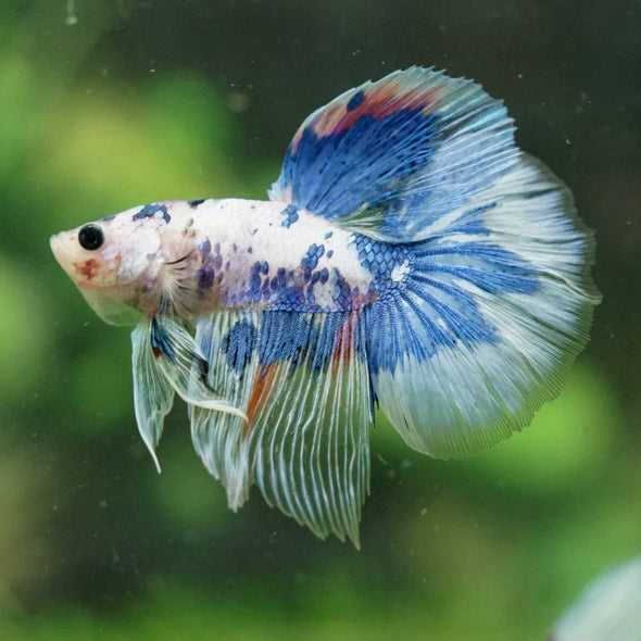 Galaxy/Candy Koi Halfmoon - 14 weeks old