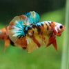 Multicolor/Galaxy Koi Plakat -13 weeks Old