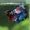 Galaxy Koi- Customer’s request