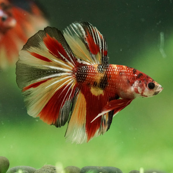 Galaxy/Candy Koi Halfmoon - 11 weeks old