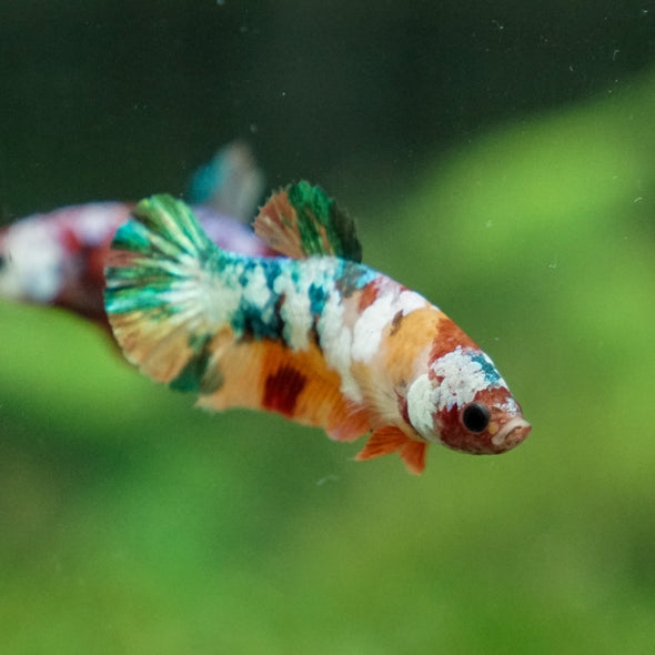 Multicolor/ Galaxy Koi Plakat- Female- 13 Weeks Old