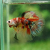 Galaxy Koi Halfmoon - 13 weeks old
