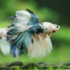 Galaxy/Candy Koi Halfmoon - 14 weeks old