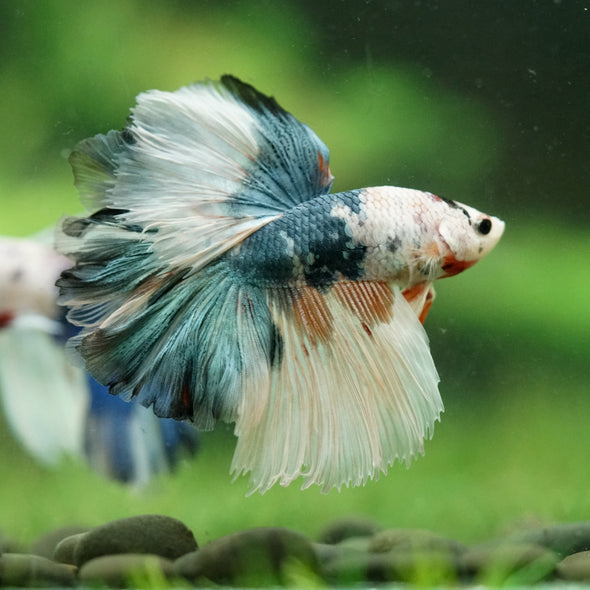 Galaxy/Candy Koi Halfmoon - 14 weeks old
