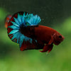 Red Fancy (Hell Boy) Plakat -13 weeks Old