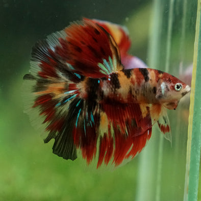 Galaxy/Candy Koi Halfmoon - 13 weeks old