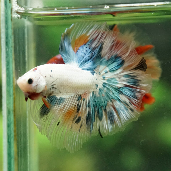 Galaxy/Candy Koi Halfmoon - 14 weeks old