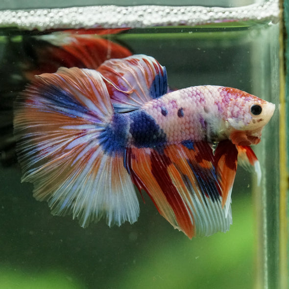 Galaxy/Candy Koi Halfmoon - 14 weeks old