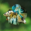 Galaxy/Candy Koi Halfmoon - 11 weeks old