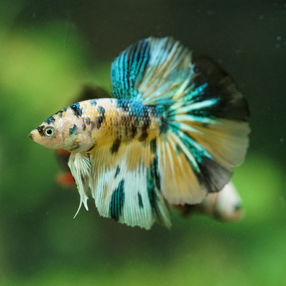 Galaxy/Candy Koi Halfmoon - 11 weeks old