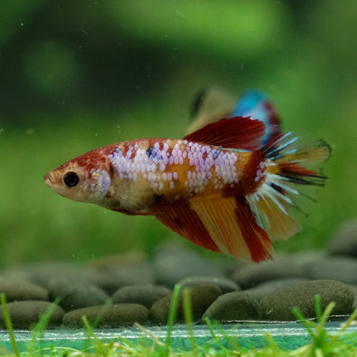 Multicolor/ Galaxy Koi Halfmoon - Female- 13 Weeks Old