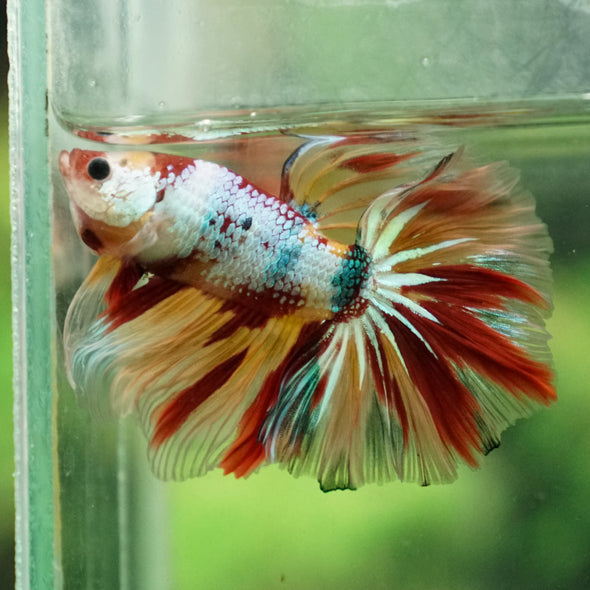 Candy/Galaxy Koi Halfmoon - 15 weeks old