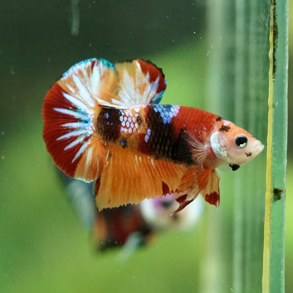 Multicolor/Galaxy Koi Plakat -10 weeks Old