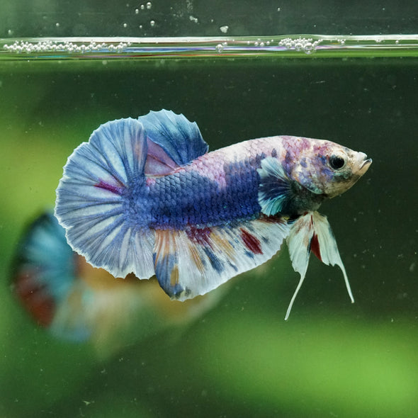 Multicolor/Galaxy Koi Plakat -10 weeks Old