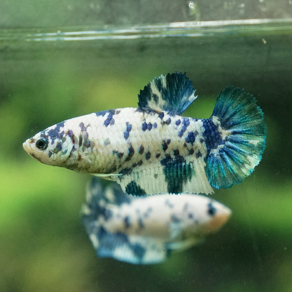 Blue/Green Dalmatian Plakat- Female