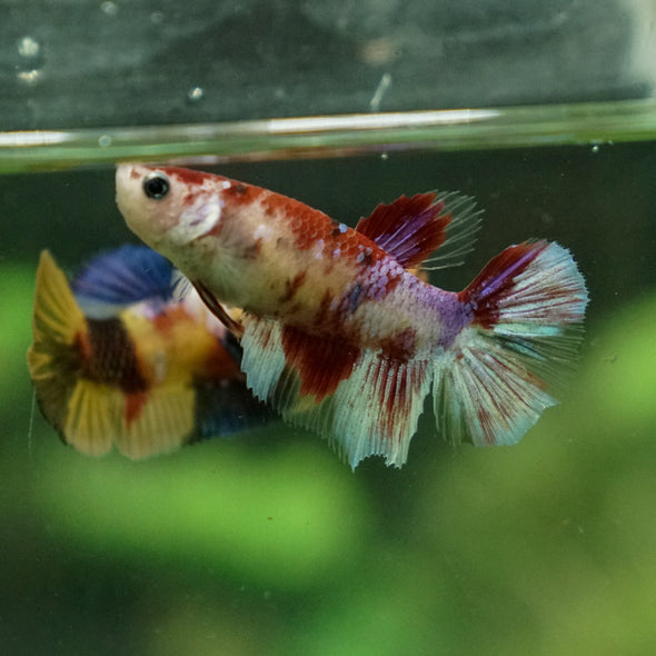 Multicolor/ Galaxy Koi Halfmoon - Female- 13 Weeks Old