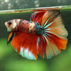 Galaxy/Candy Koi Halfmoon - 14 weeks old