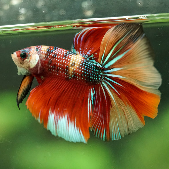 Galaxy/Candy Koi Halfmoon - 14 weeks old