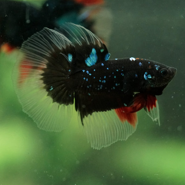 Black Base Galaxy/Candy Koi Halfmoon - 14 weeks old