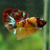 Multicolor/Galaxy Koi Plakat -16 weeks Old