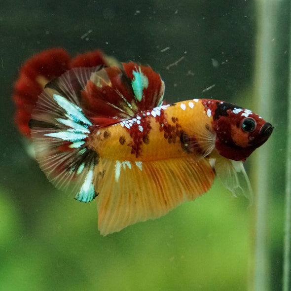 Multicolor/Galaxy Koi Plakat -16 weeks Old