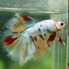 Galaxy/Candy Koi Halfmoon - 13 weeks old