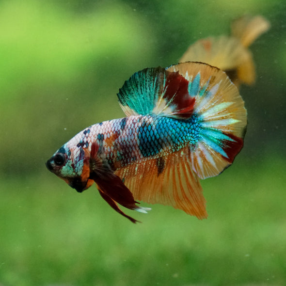 Multicolor/Galaxy Koi Plakat -13 weeks Old