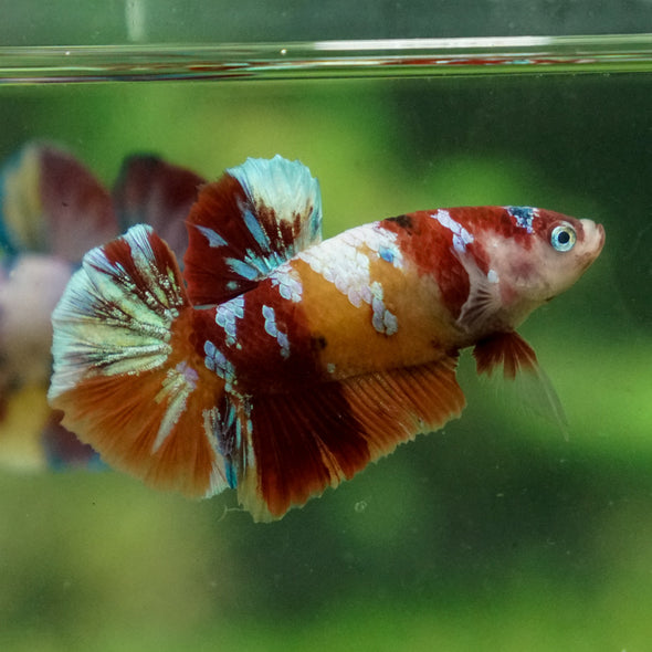 Multicolor/Galaxy Koi Plakat -13 weeks Old