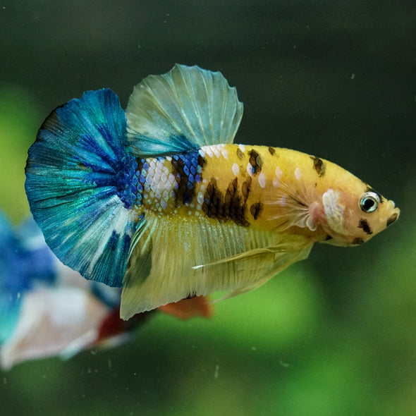 Multicolor/Galaxy Koi Plakat -16 weeks Old