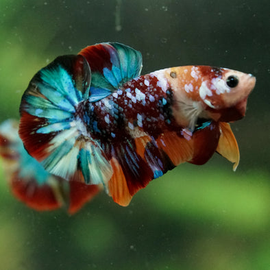 Multicolor/Galaxy Koi Plakat -16 weeks Old