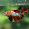 Multicolor/ Galaxy Koi Halfmoon- Female- 13 Weeks Old