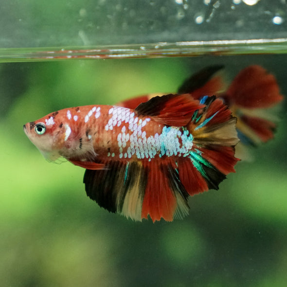 Multicolor/ Galaxy Koi Halfmoon- Female- 13 Weeks Old