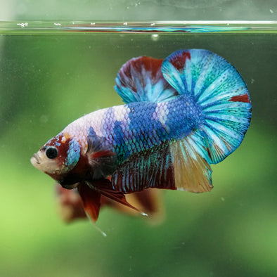 Multicolor/Galaxy Koi Plakat -16 weeks Old