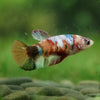 Multicolor/ Galaxy Koi Plakat- Female- 13 Weeks Old