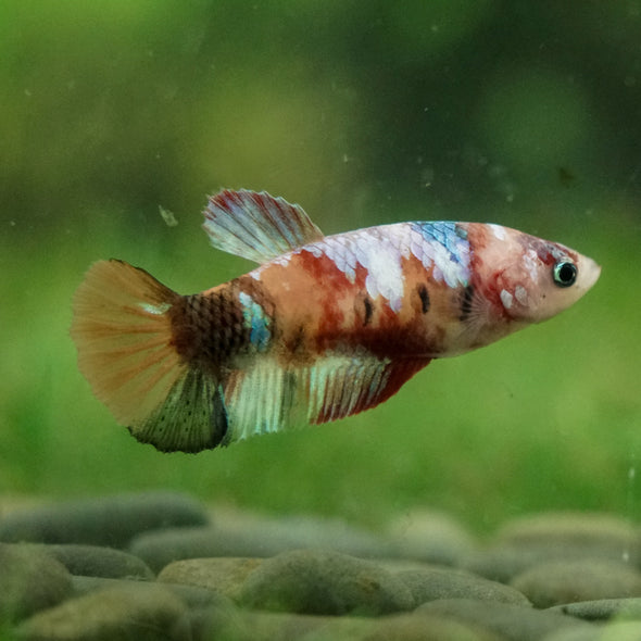 Multicolor/ Galaxy Koi Plakat- Female- 13 Weeks Old