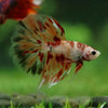Galaxy/Candy Koi Halfmoon - 14 weeks old