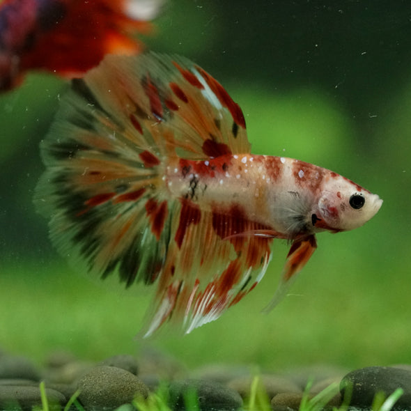 Galaxy/Candy Koi Halfmoon - 14 weeks old