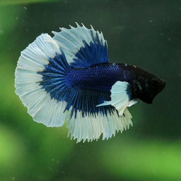 Dumbo Halfmoon - 12 weeks old